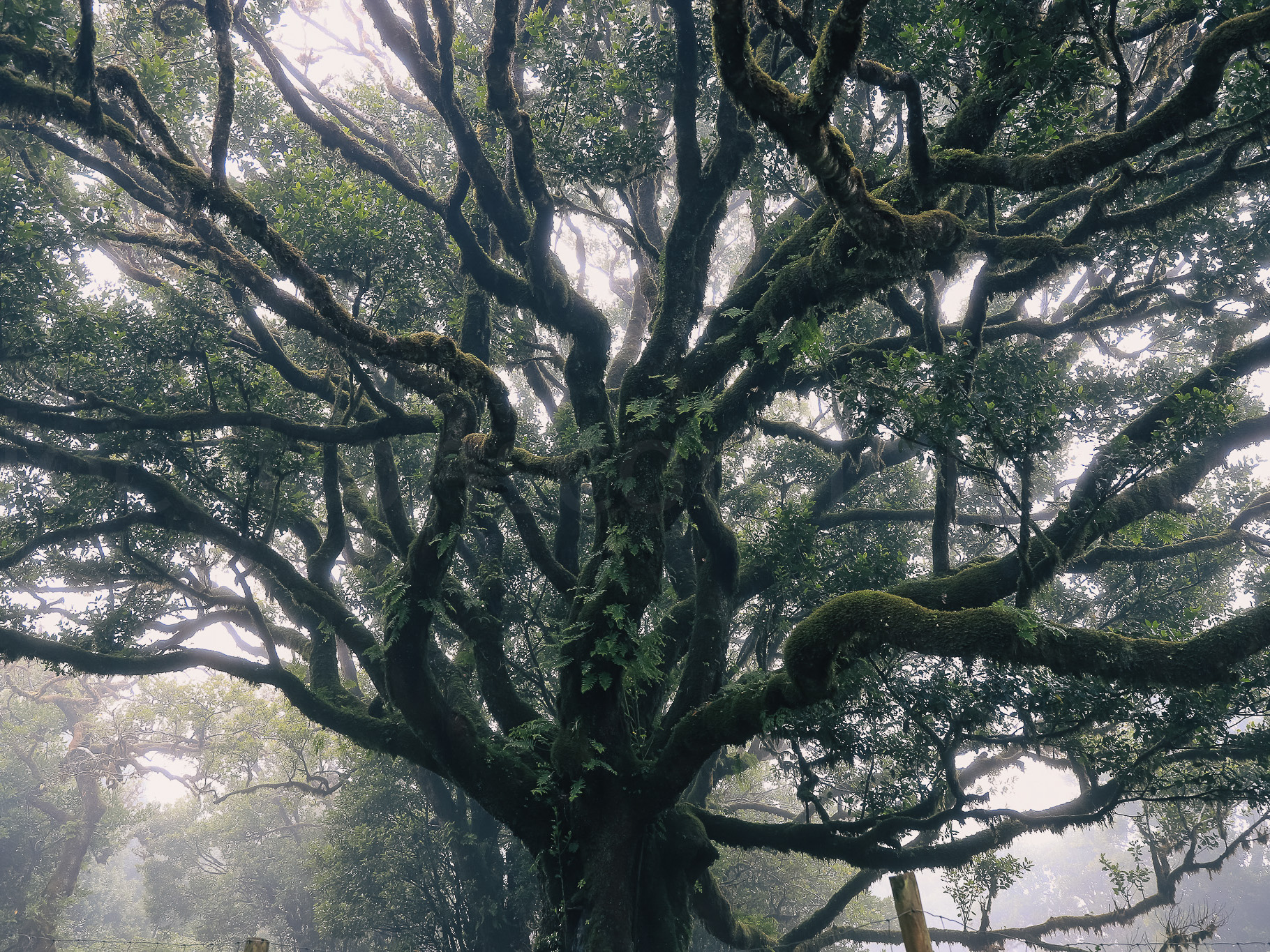 Forest & Gardens slideshow 01