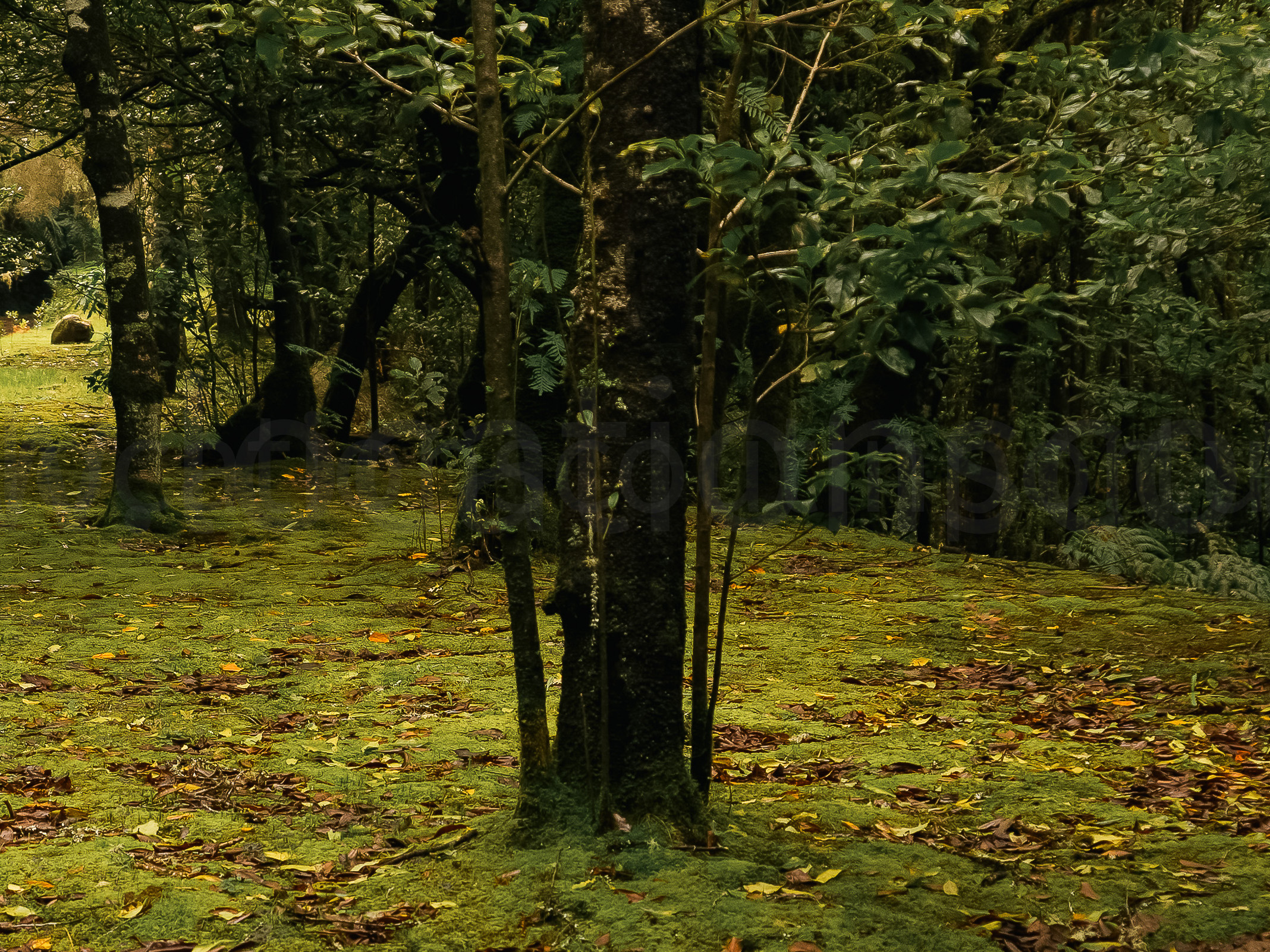 Forest & Gardens slideshow 05