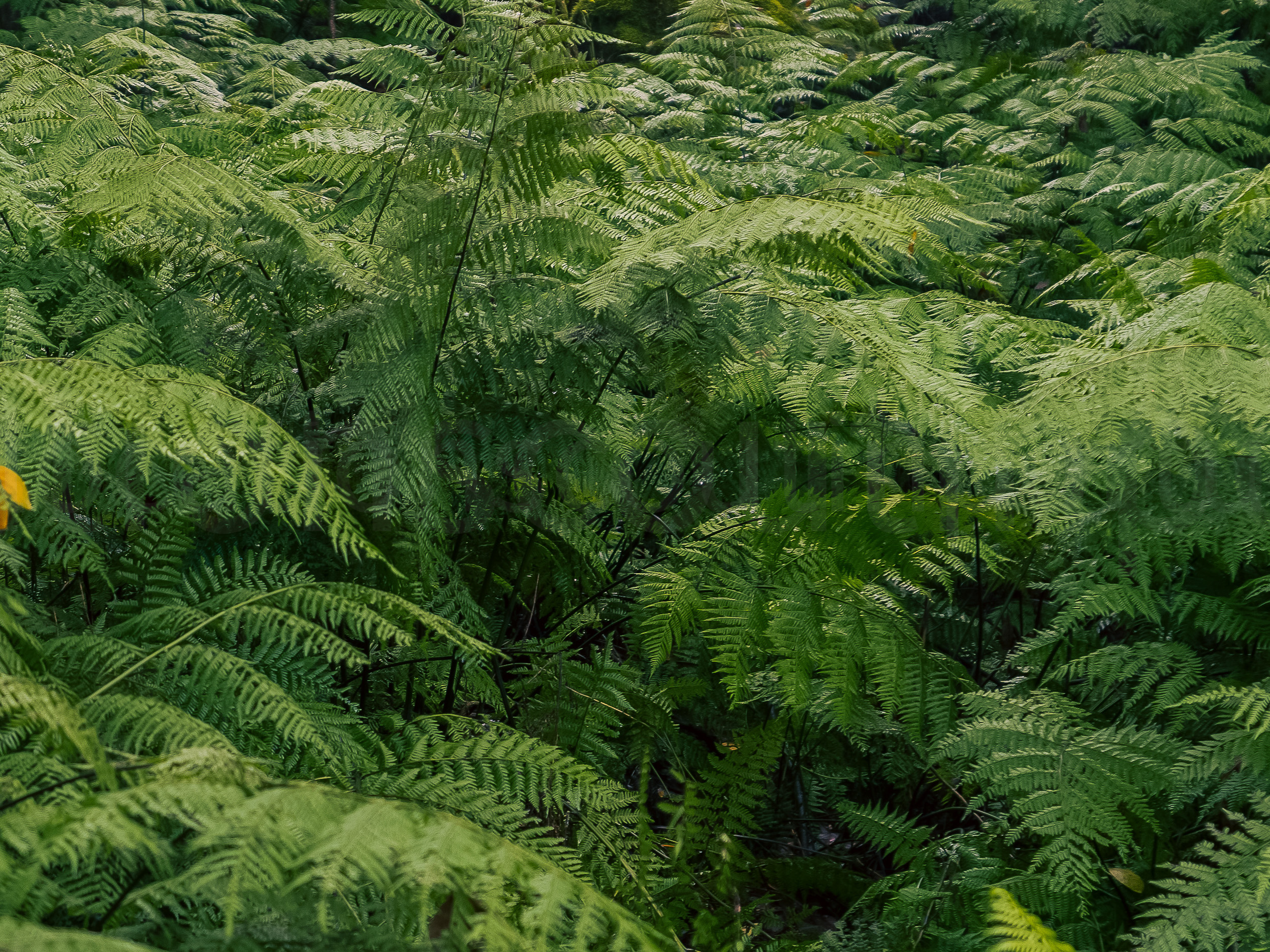 Forest & Gardens slideshow 06