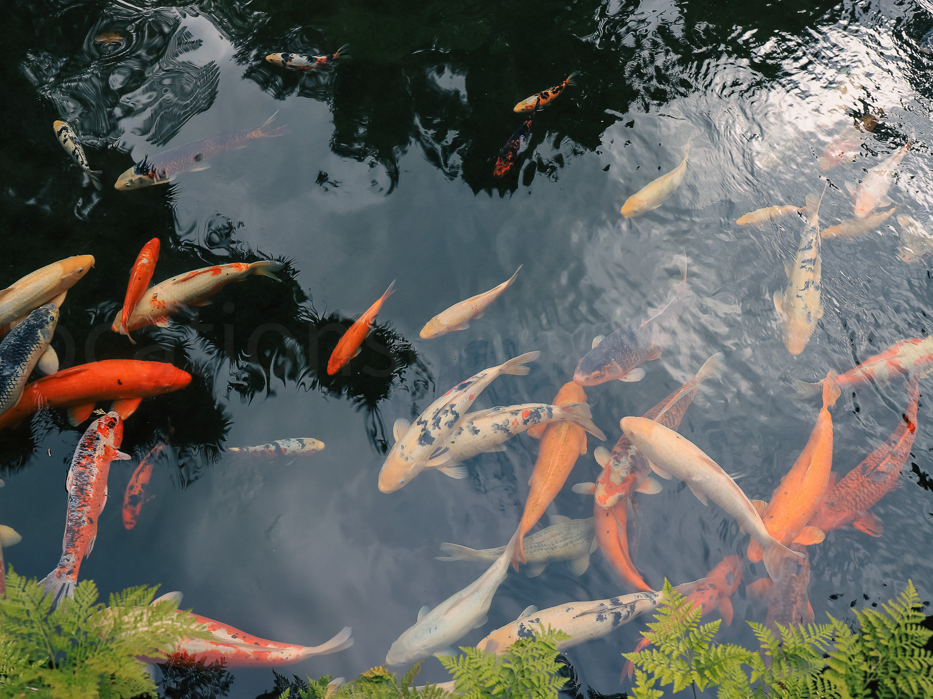 Forest & Gardens slideshow 07