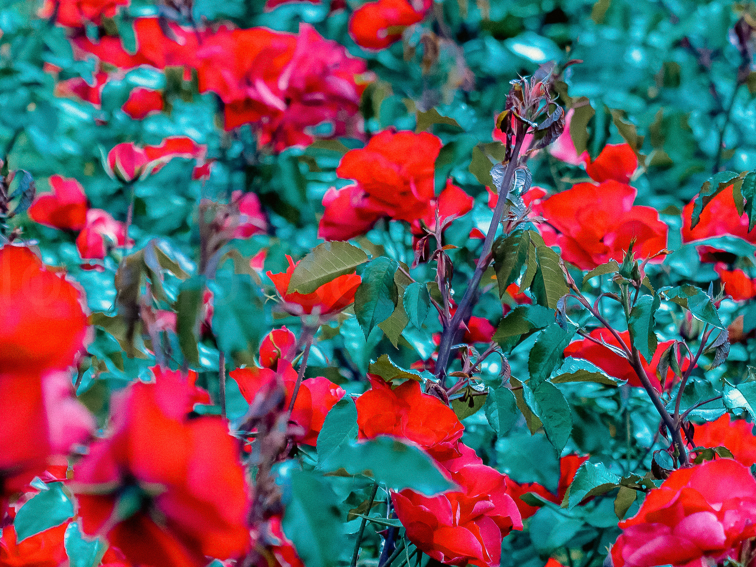 Forest & Gardens slideshow 10