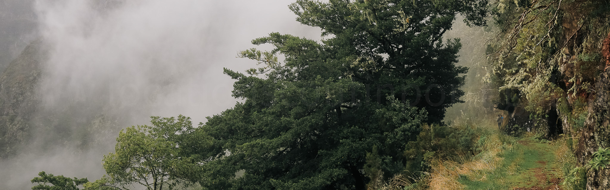 Madeira header 7